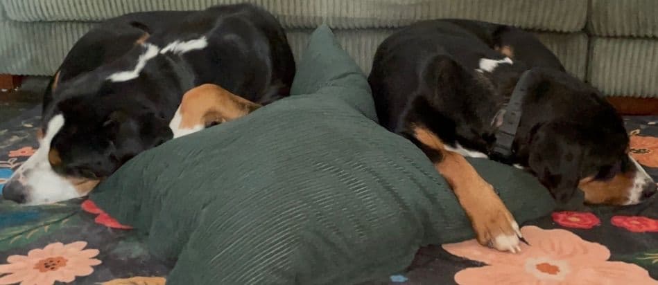 Greater Swiss Mountain Dog Puppies breeder image 2