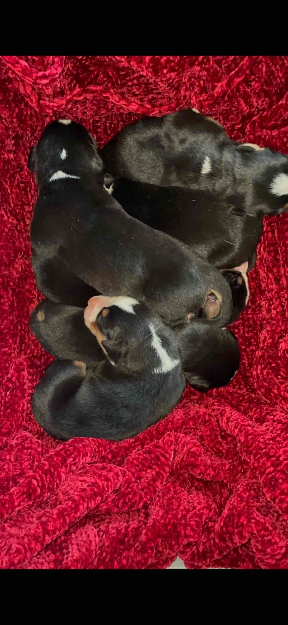 Greater Swiss Mountain Dog Puppies breeder image 5