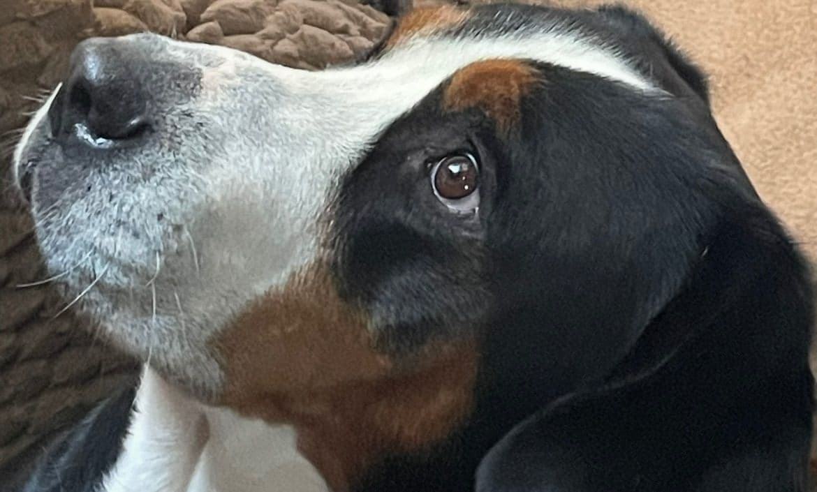 Greater Swiss Mountain Dog Puppies breeder image 6