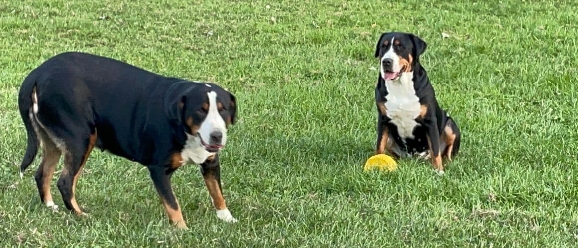 Greater Swiss Mountain Dog Puppies breeder image 7