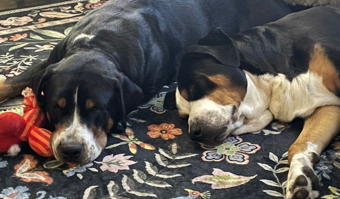 Greater Swiss Mountain Dog Puppies breeder image 8