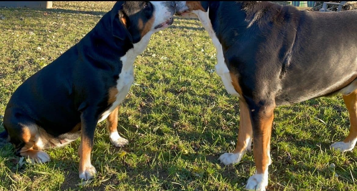 Greater Swiss Mountain Dog Puppies breeder image 10