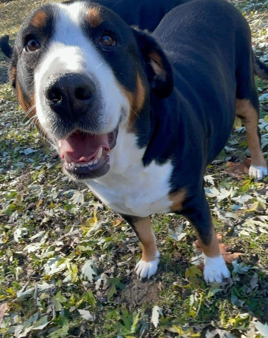 Greater Swiss Mountain Dog Puppies breeder image 9