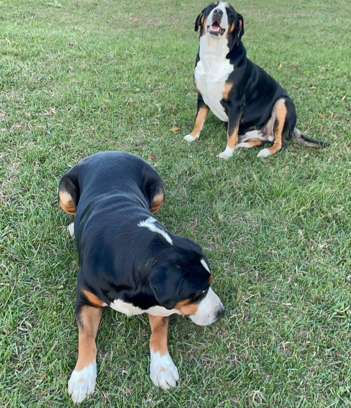 Greater Swiss Mountain Dog Puppies breeder image 11