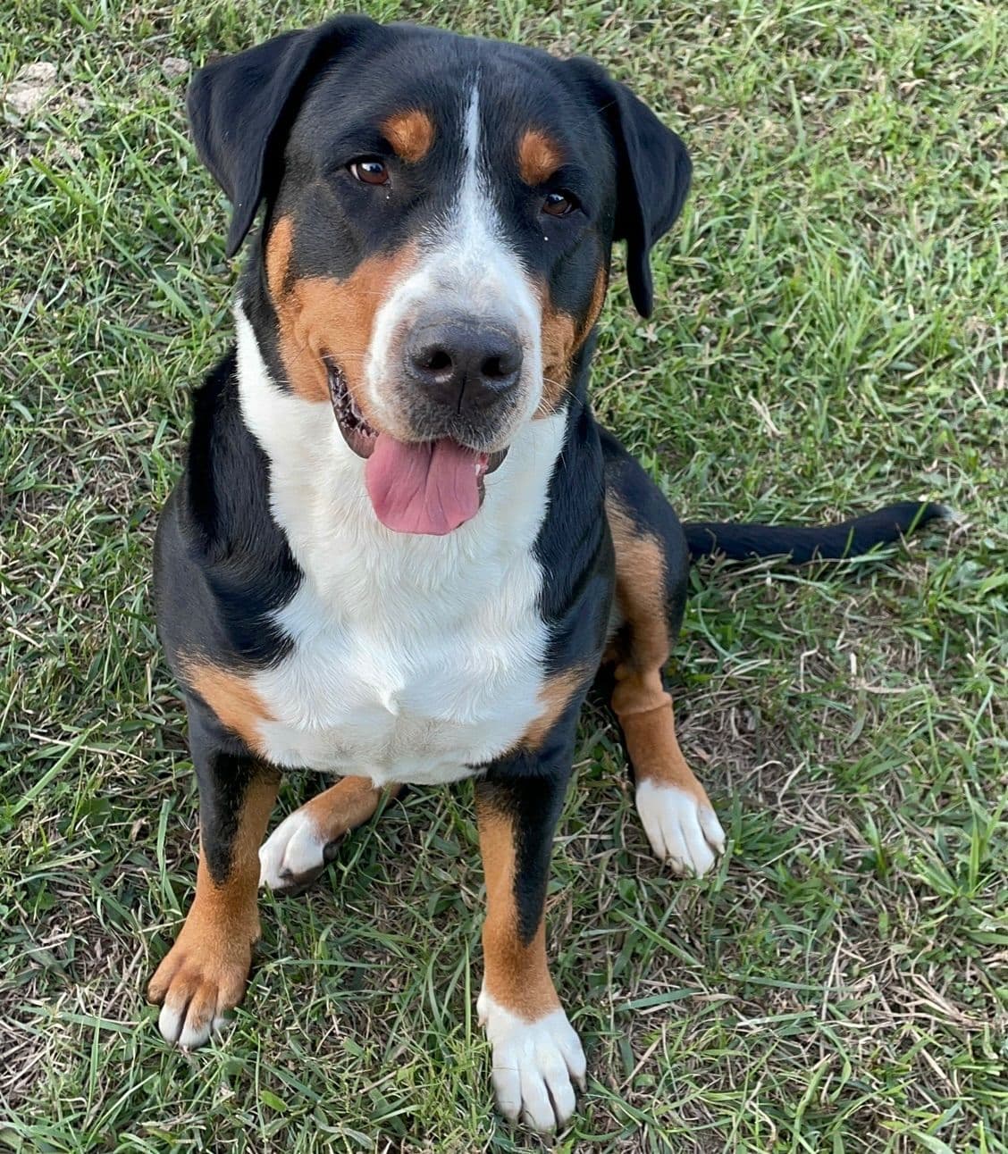 Greater Swiss Mountain Dog Puppies breeder image 12