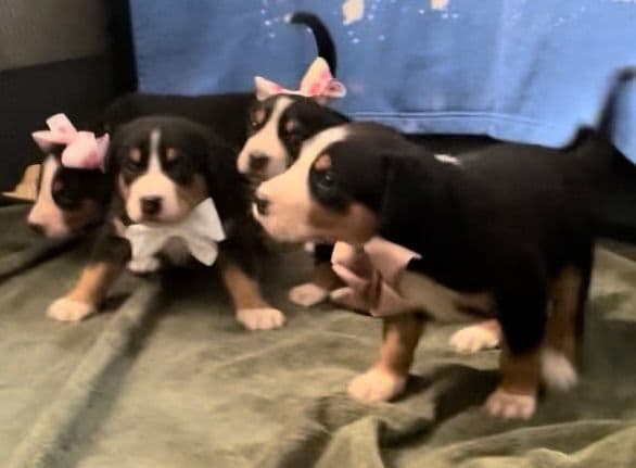 Greater Swiss Mountain Dog Puppies breeder image 13