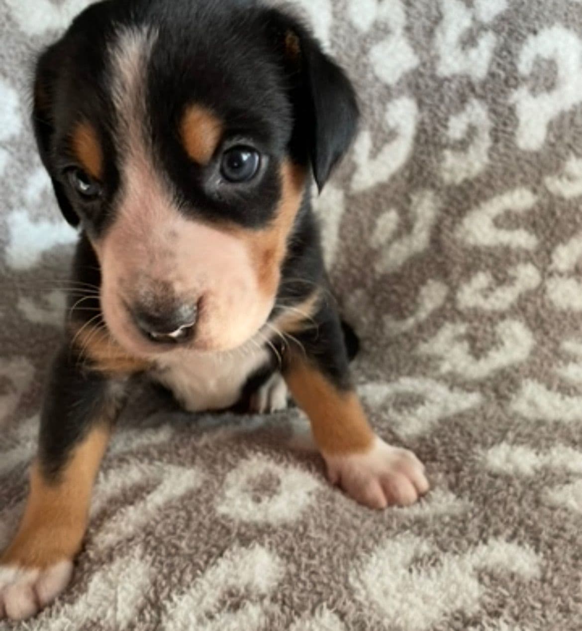 Greater Swiss Mountain Dog Puppies breeder image 14