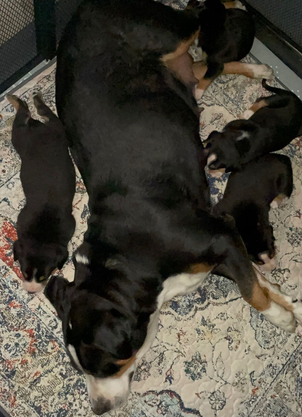 Greater Swiss Mountain Dog Puppies breeder image 15