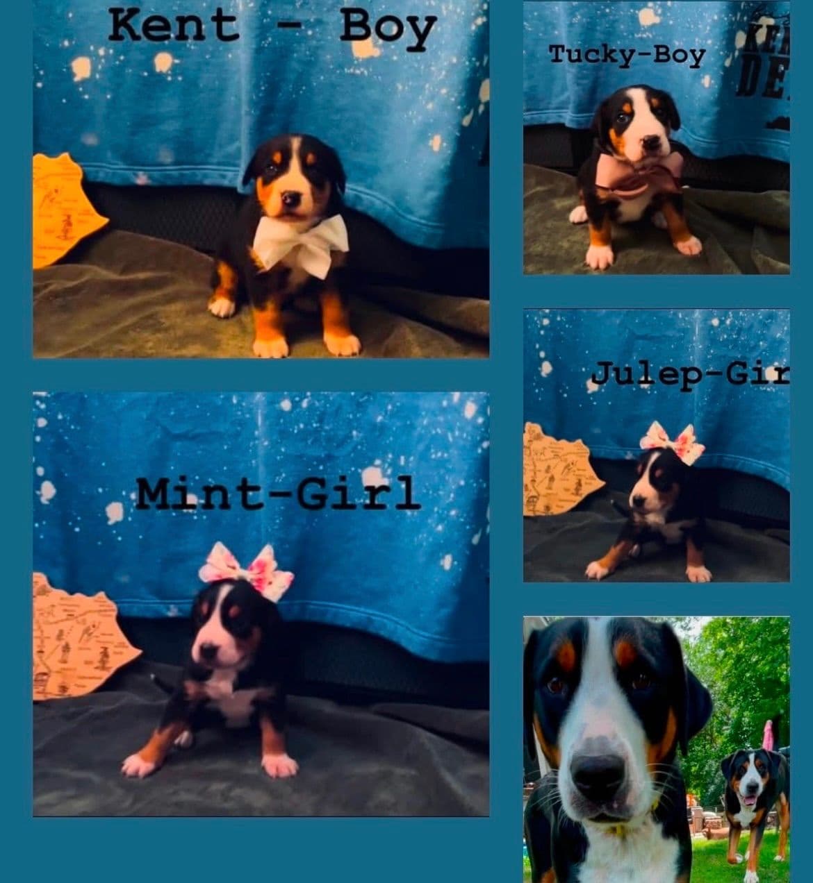 Greater Swiss Mountain Dog Puppies breeder image 16