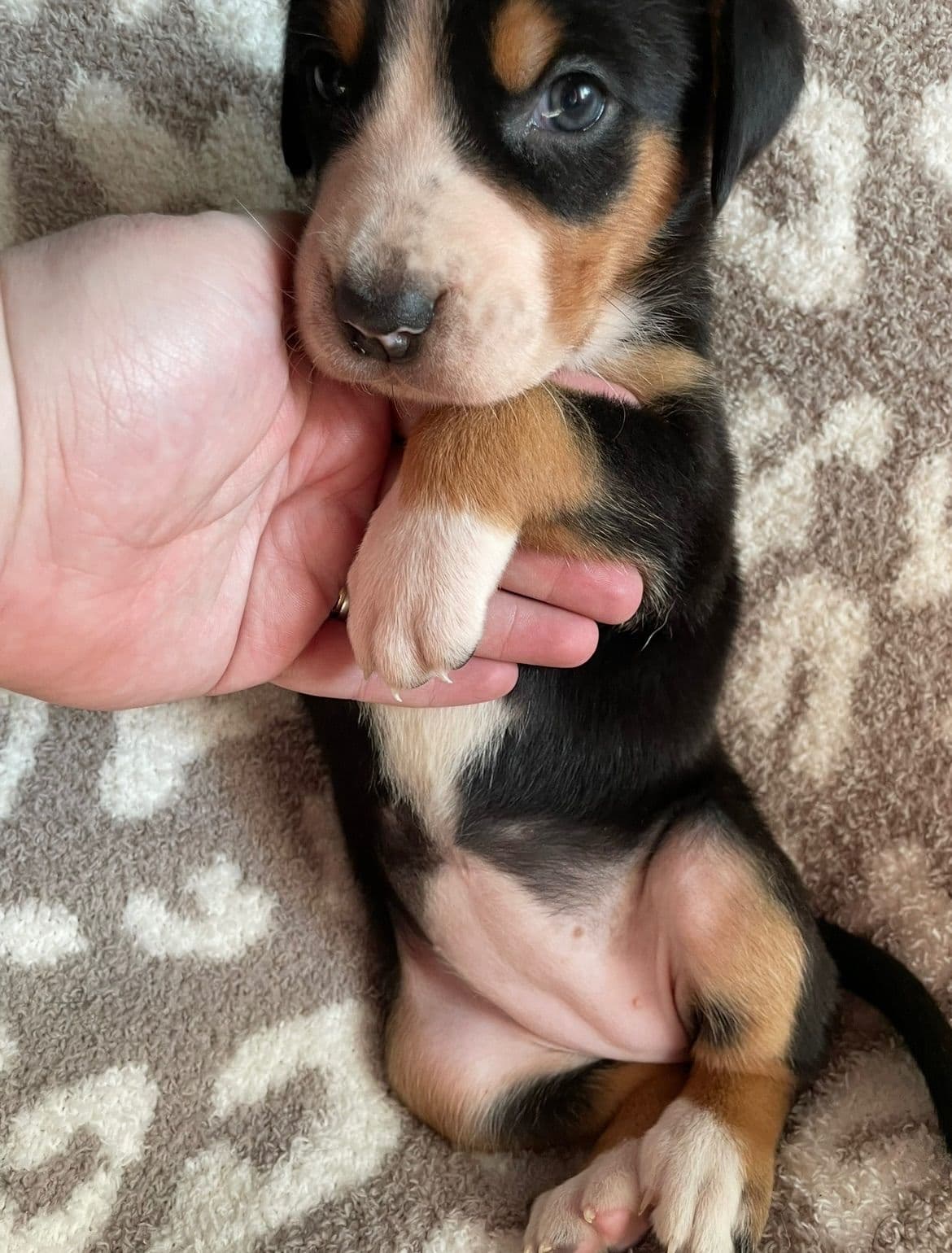 Greater Swiss Mountain Dog Puppies breeder image 17