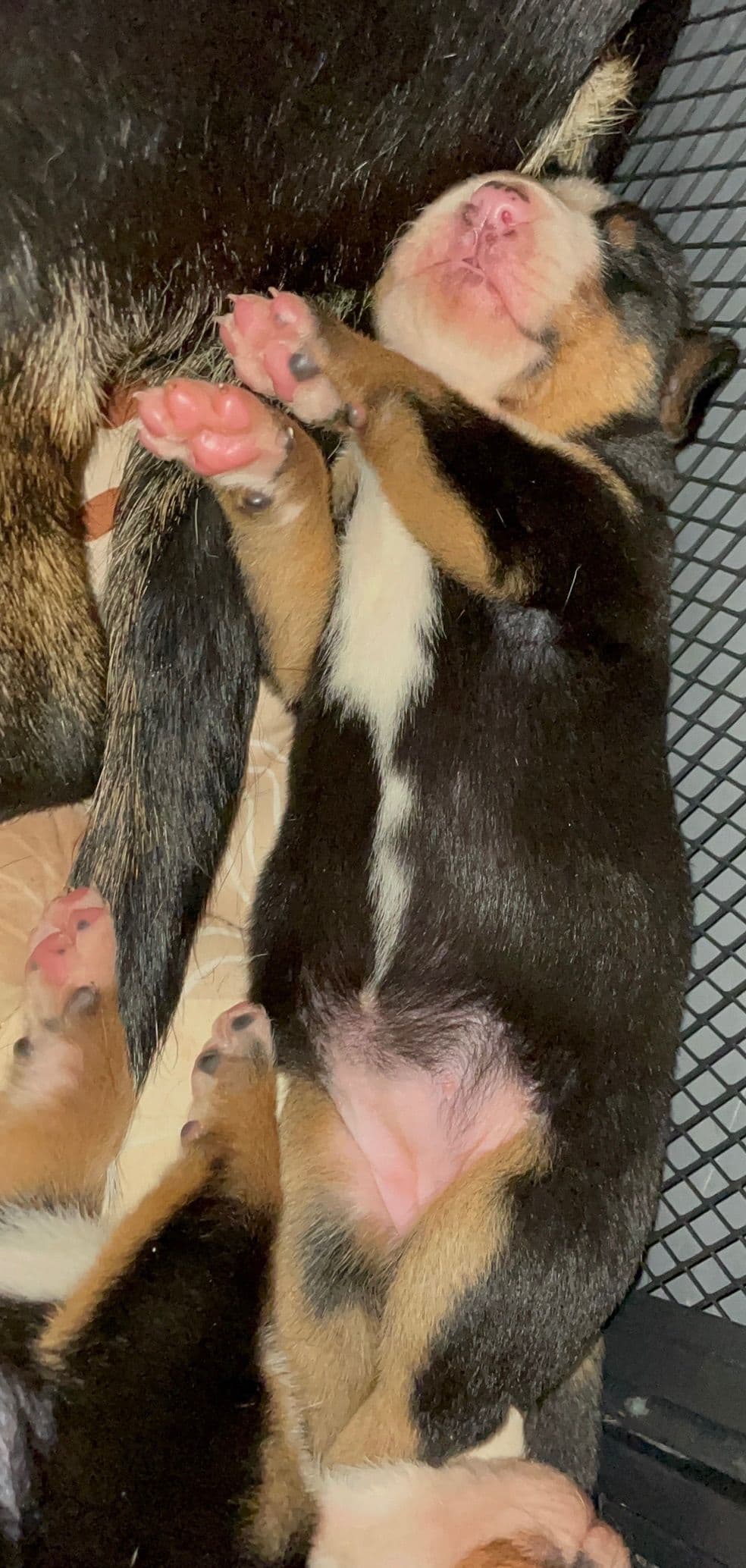 Greater Swiss Mountain Dog Puppies breeder image 18