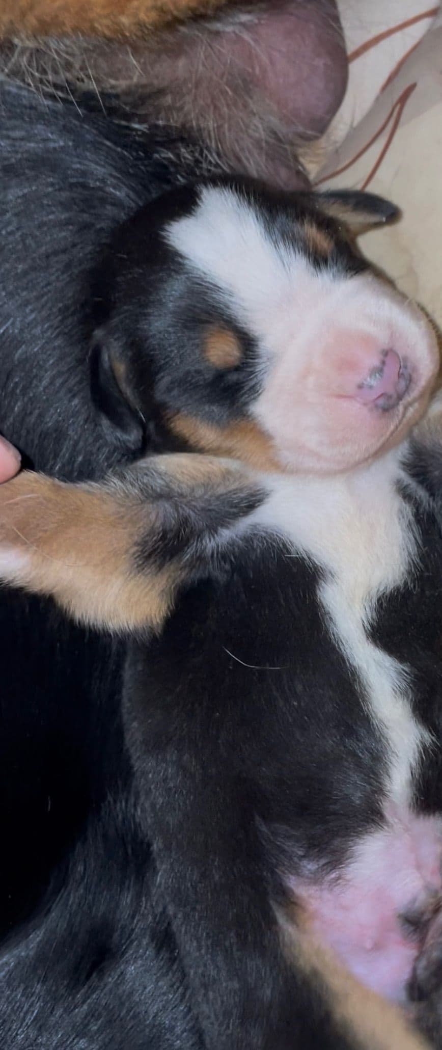 Greater Swiss Mountain Dog Puppies breeder image 19