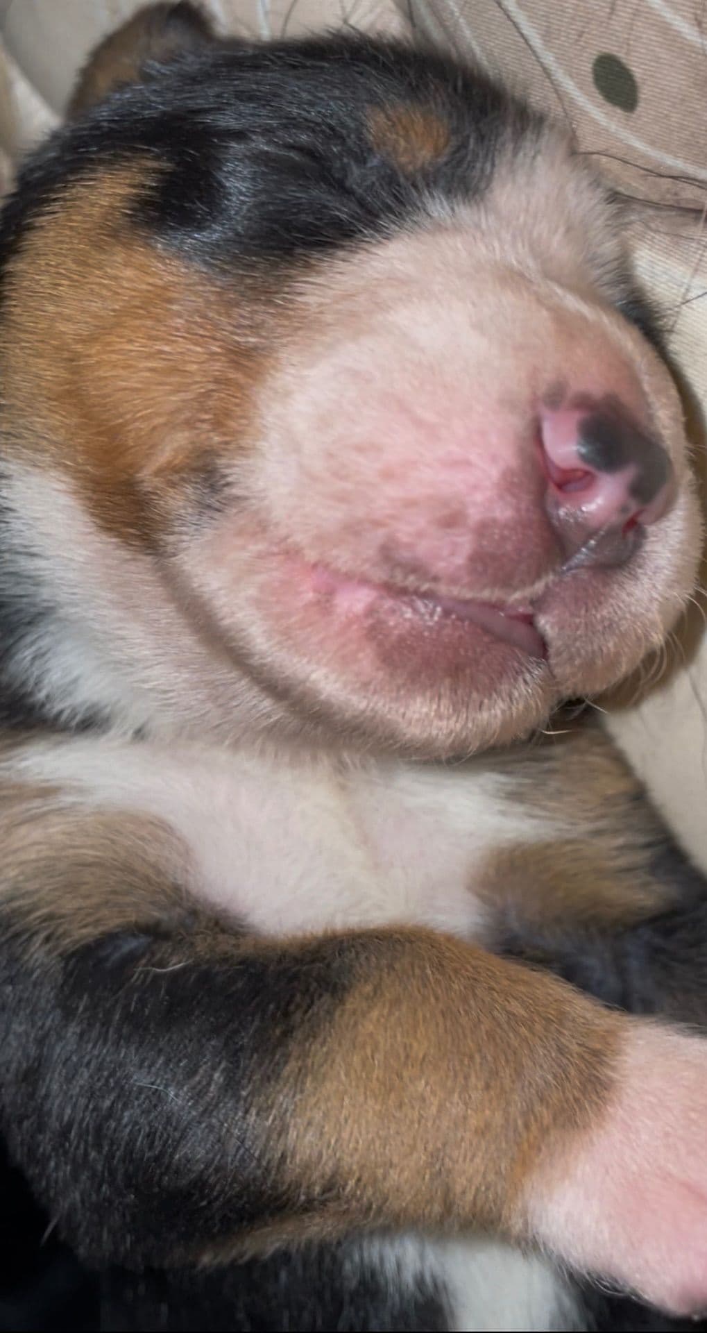 Greater Swiss Mountain Dog Puppies breeder image 20