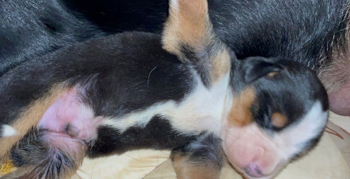 Greater Swiss Mountain Dog Puppies breeder image 21