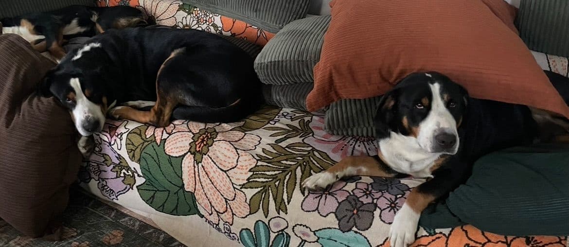 Greater Swiss Mountain Dog Puppies breeder image 22