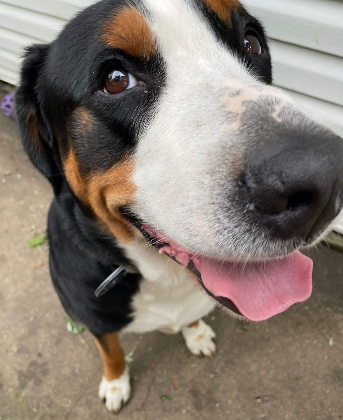 Greater Swiss Mountain Dog Puppies breeder image 23