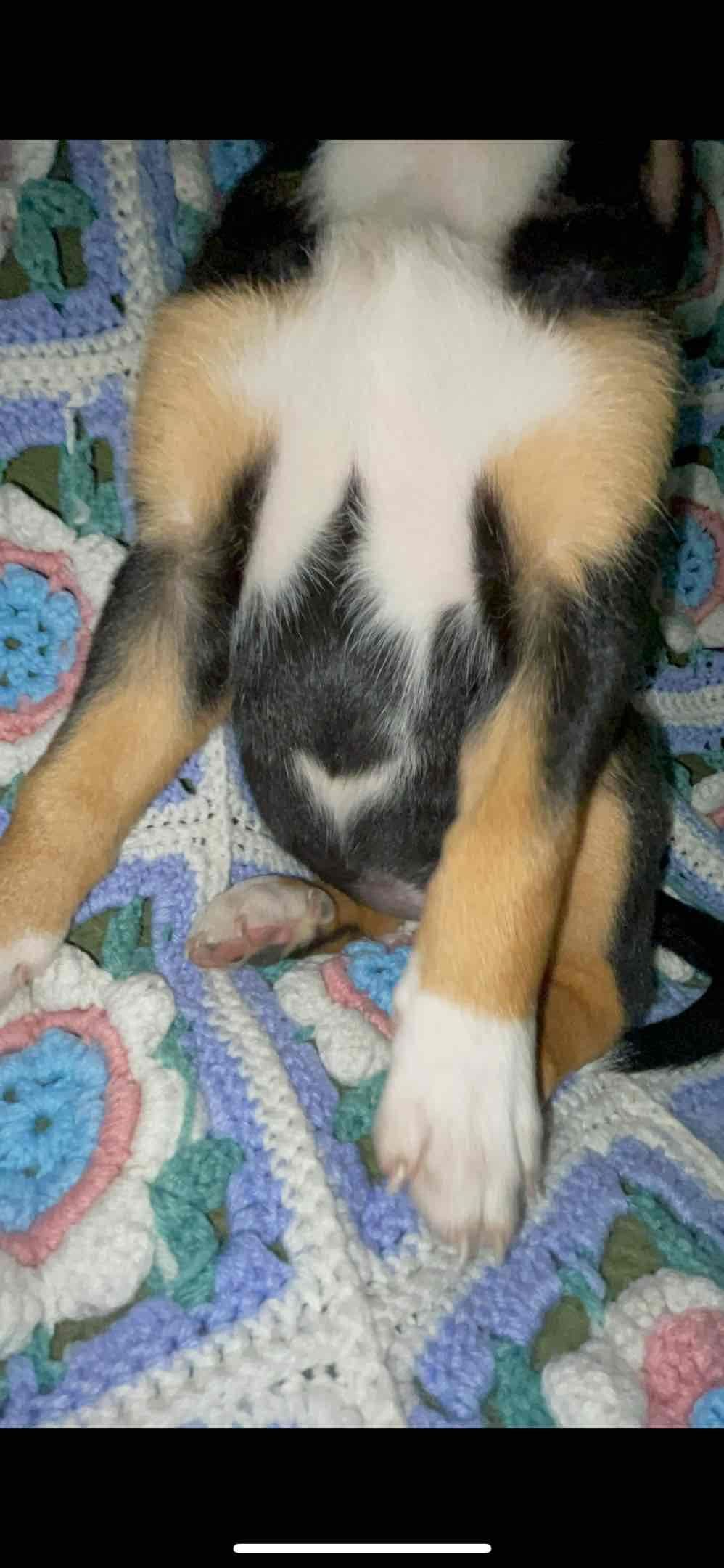 Greater Swiss Mountain Dog Puppies breeder image 24