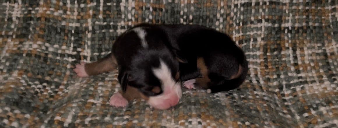 Greater Swiss Mountain Dog Puppies breeder image 25