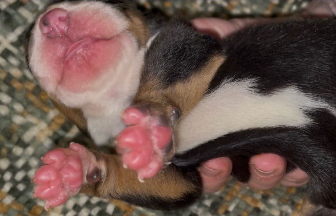 Greater Swiss Mountain Dog Puppies breeder image 26