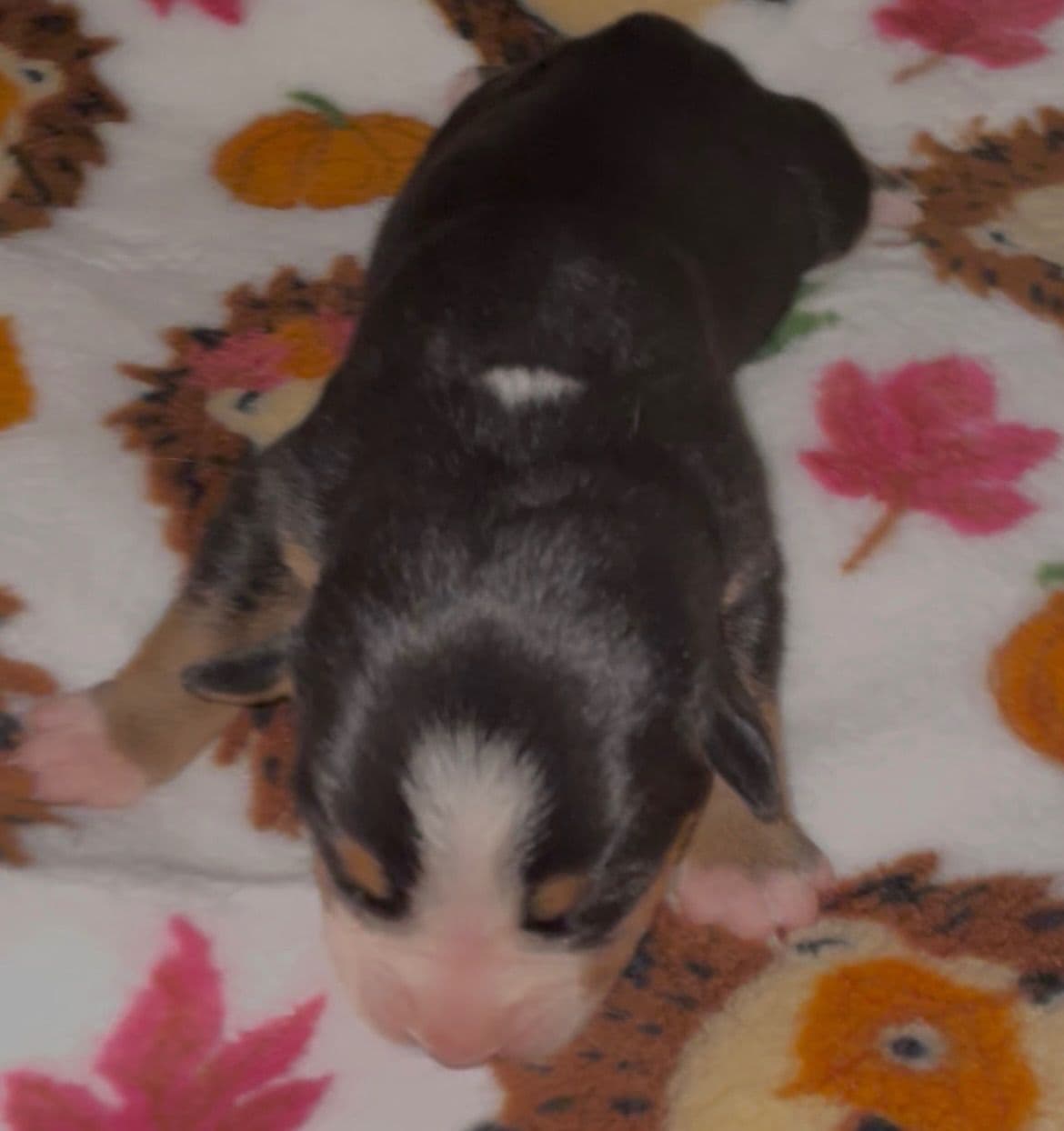Greater Swiss Mountain Dog Puppies breeder image 27