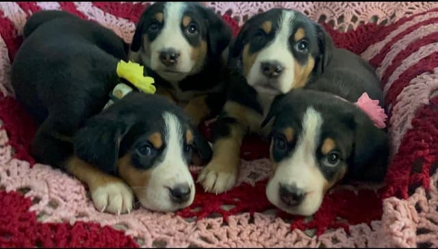 Greater Swiss Mountain Dog Puppies media 15