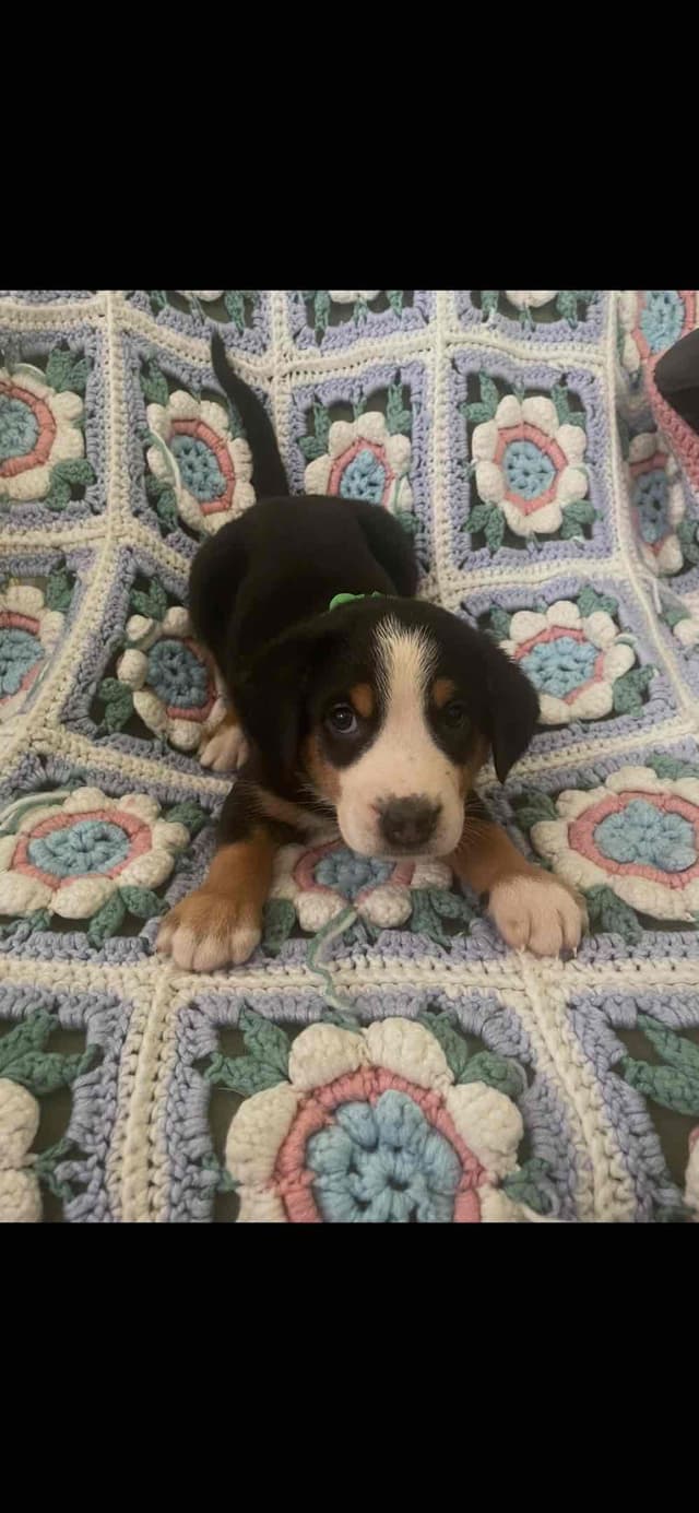 Greater Swiss Mountain Dog Puppies media 17