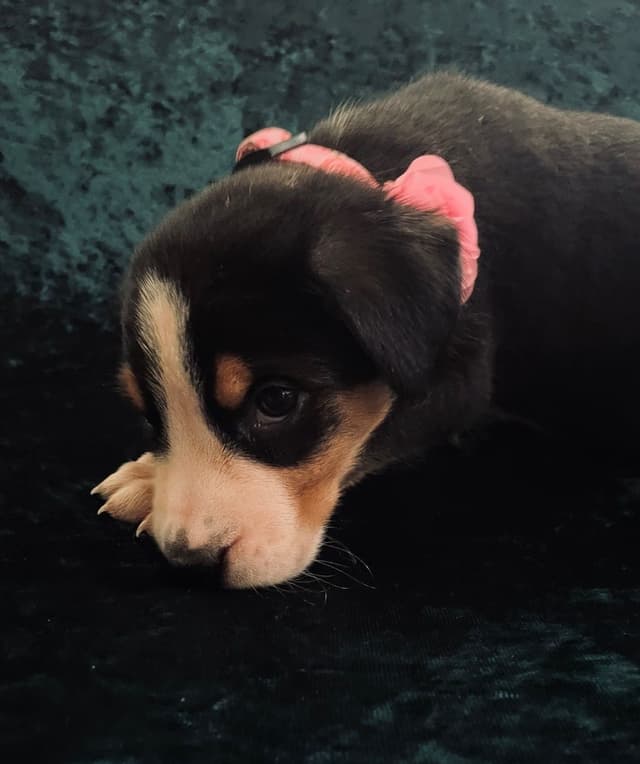Greater Swiss Mountain Dog Puppies media 18