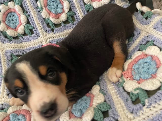 Greater Swiss Mountain Dog Puppies media 19