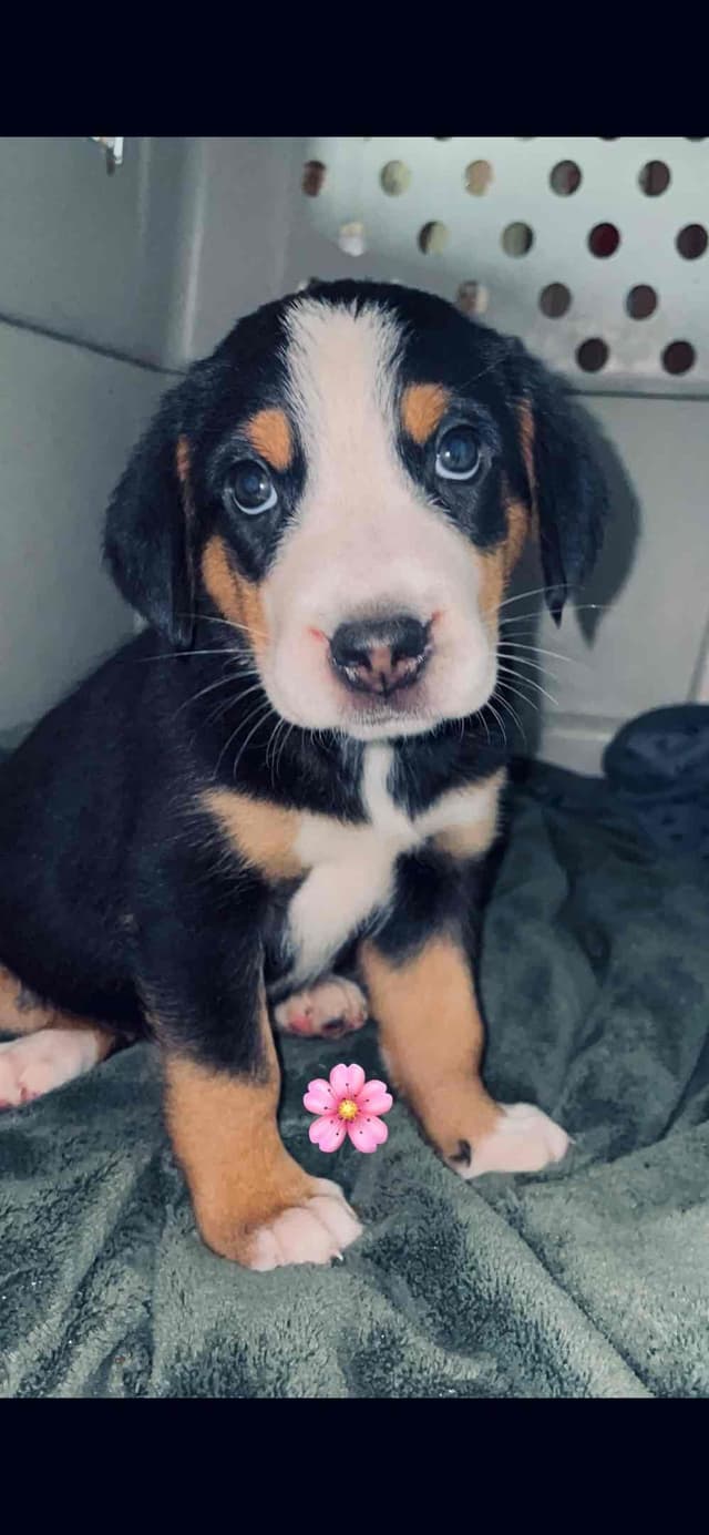 Greater Swiss Mountain Dog Puppies media 20