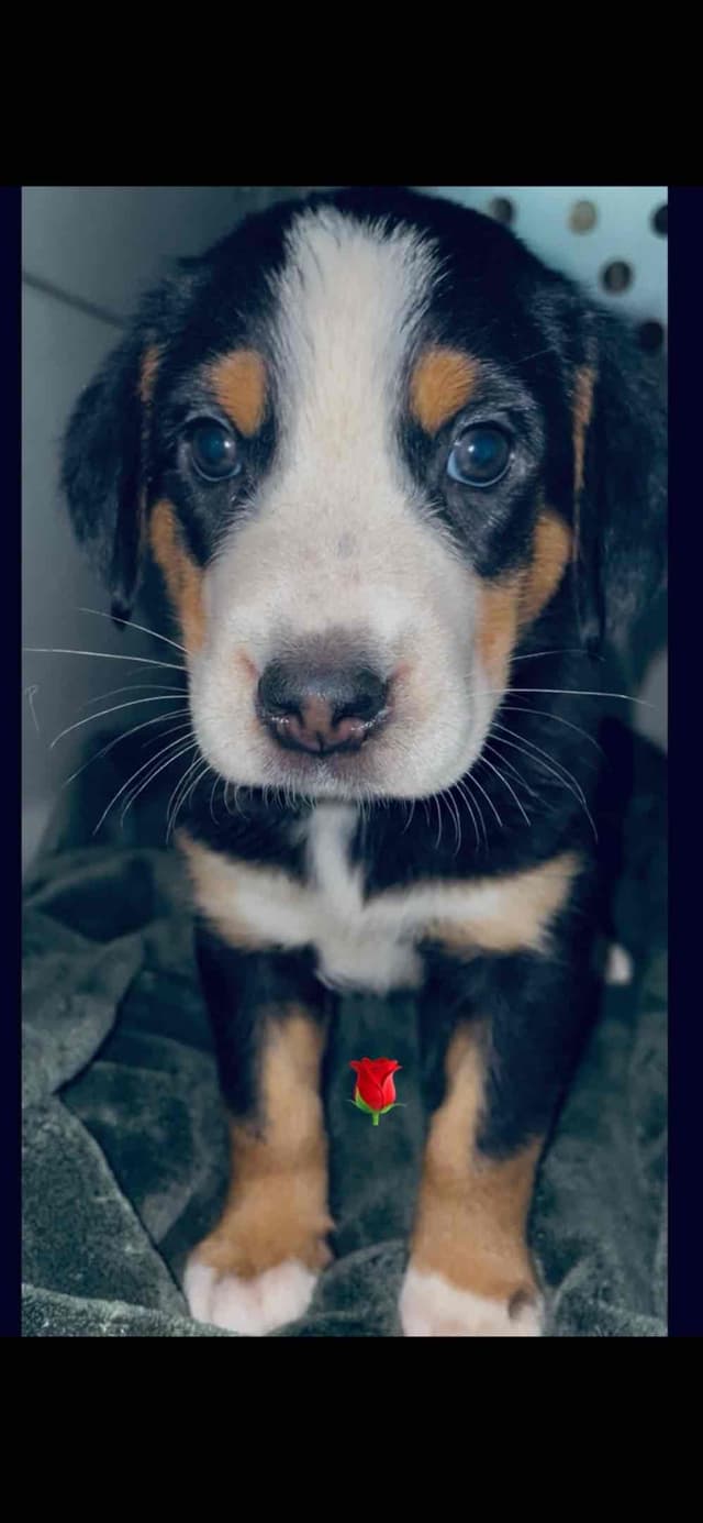Greater Swiss Mountain Dog Puppies media 21