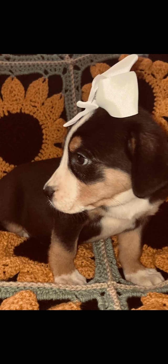 Greater Swiss Mountain Dog Puppies media 5