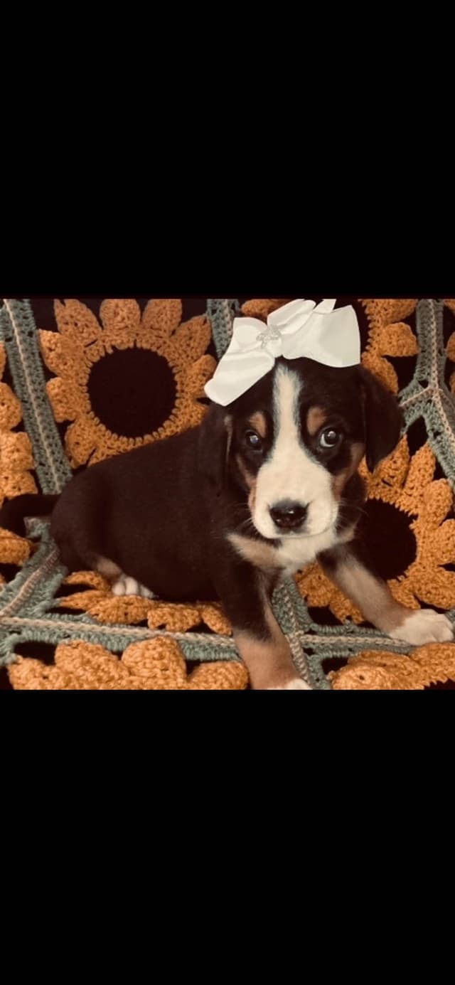 Greater Swiss Mountain Dog Puppies media 4
