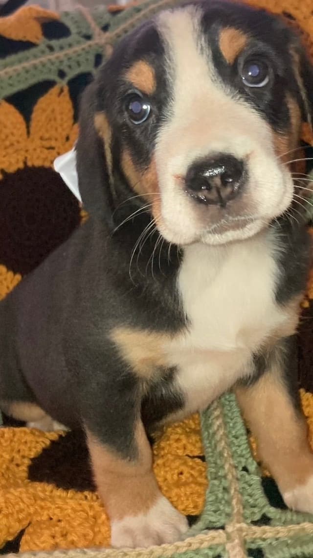 Greater Swiss Mountain Dog Puppies media 6