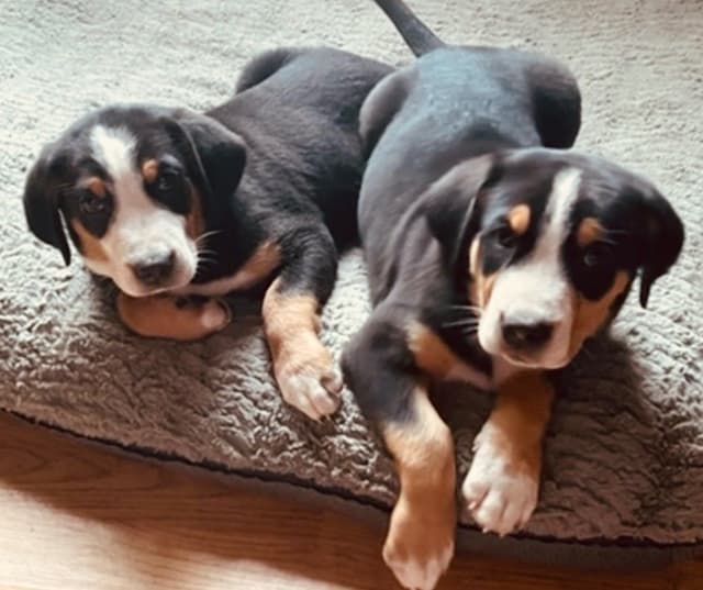 Greater Swiss Mountain Dog Puppies media 8
