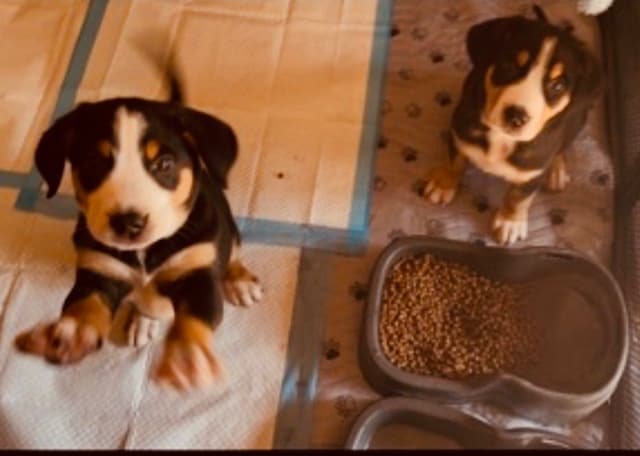 Greater Swiss Mountain Dog Puppies media 14