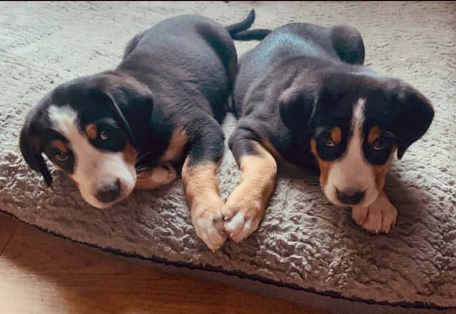 Greater Swiss Mountain Dog Puppies media 9