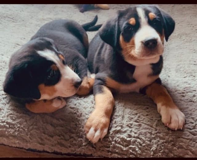 Greater Swiss Mountain Dog Puppies media 7