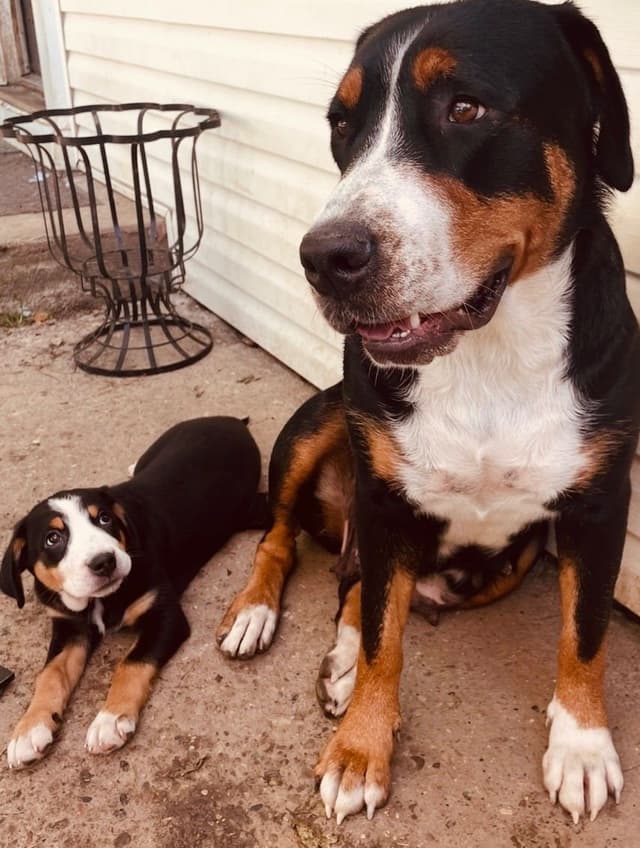 Greater Swiss Mountain Dog Puppies media 10