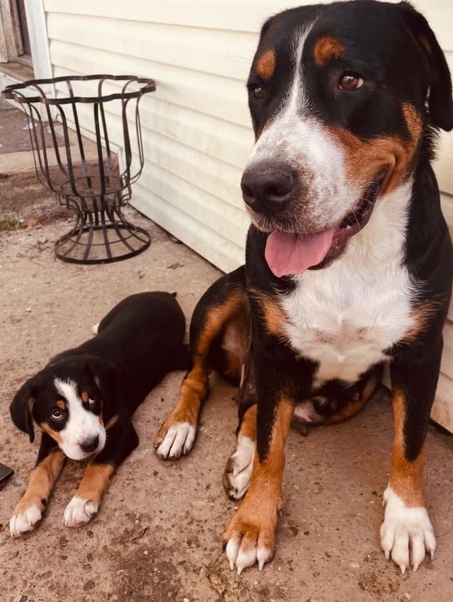 Greater Swiss Mountain Dog Puppies media 11