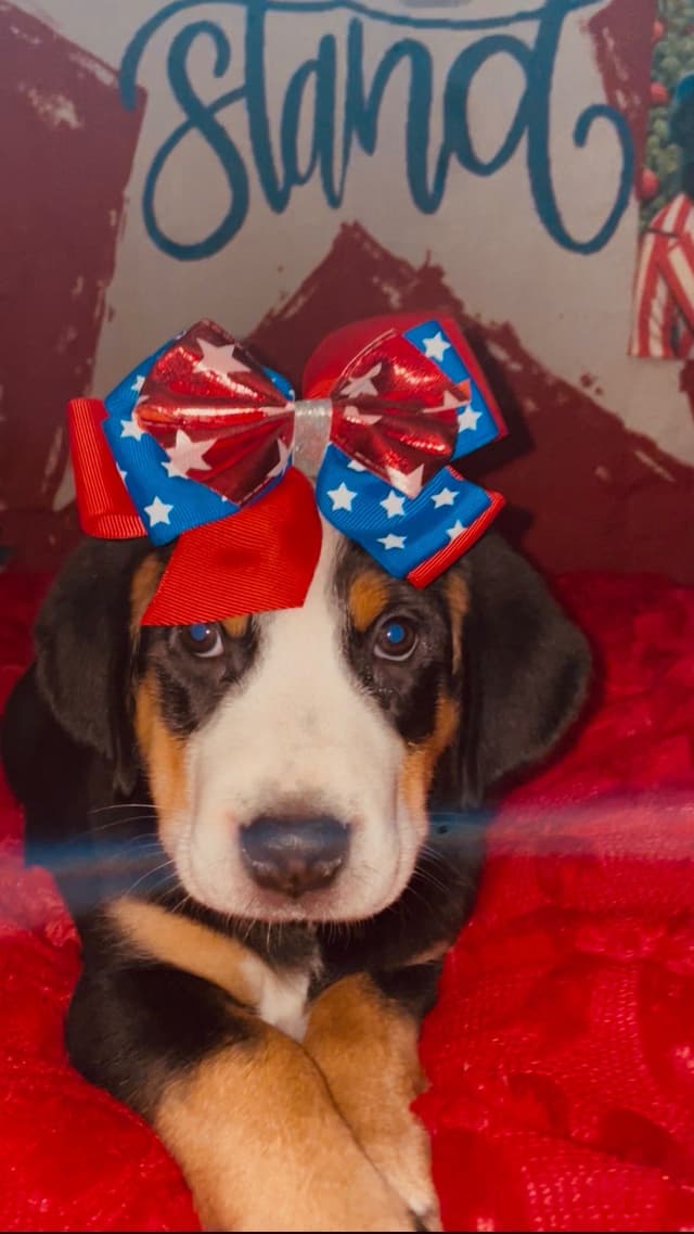 Greater Swiss Mountain Dog Puppies media 2