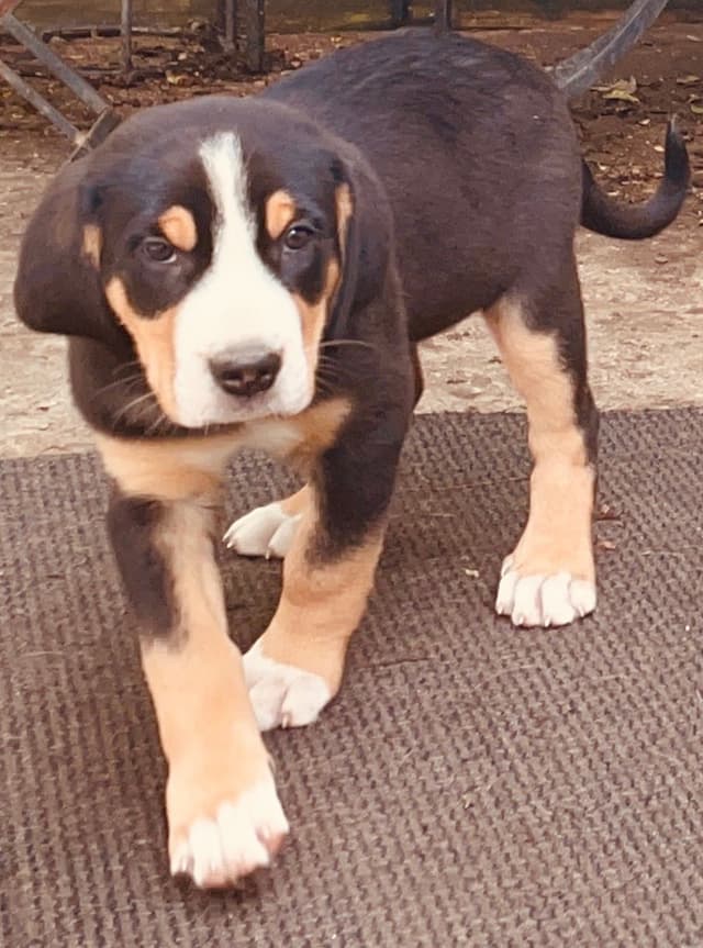 Greater Swiss Mountain Dog Puppies media 12