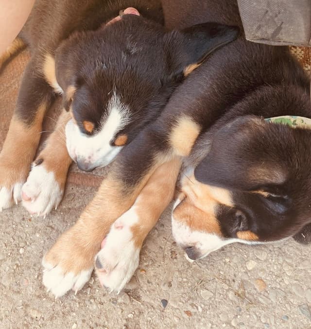 Greater Swiss Mountain Dog Puppies media 13