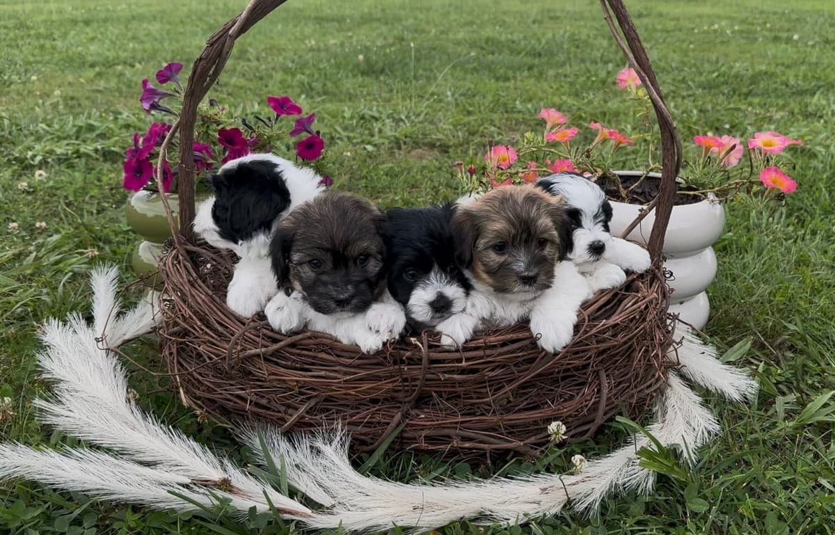 Havanese Puppies breeder image 1