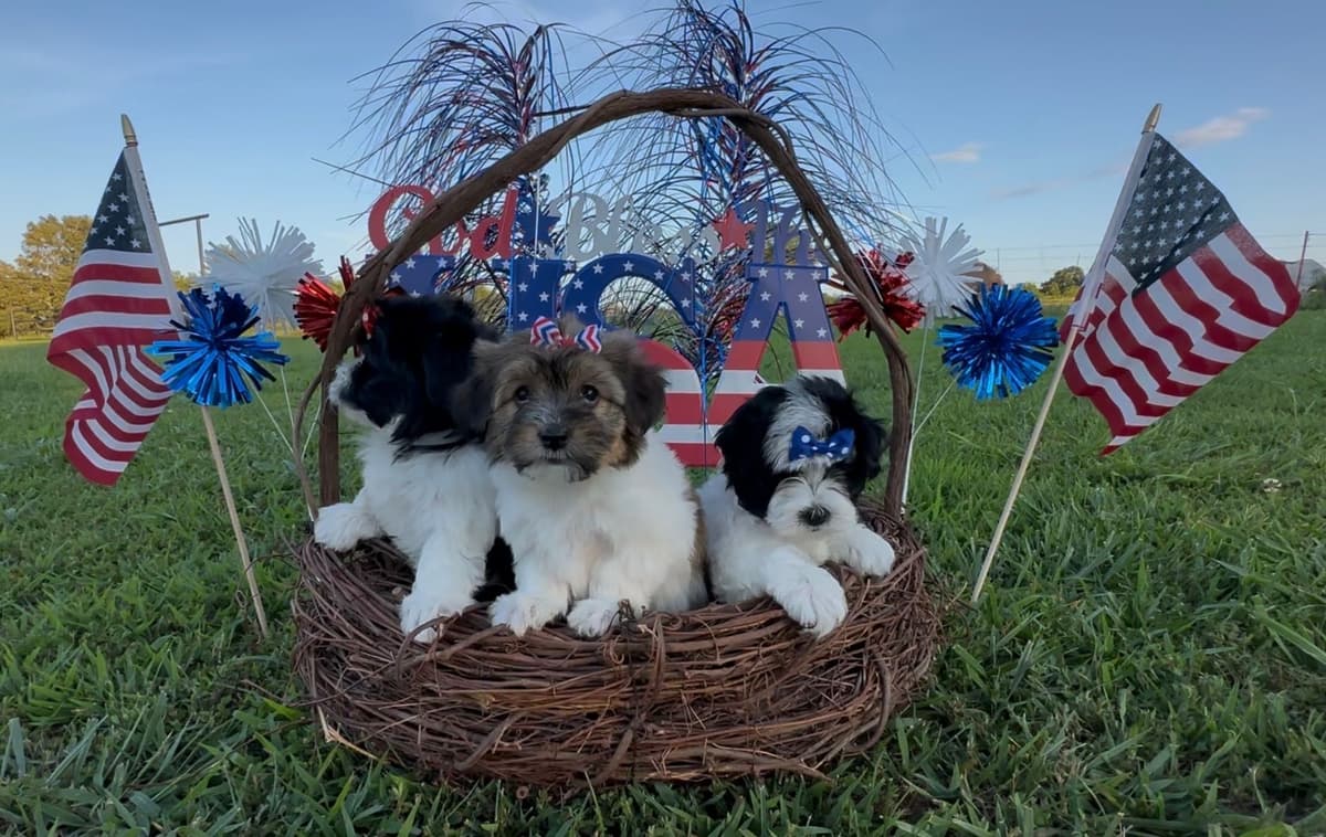 Havanese Puppies breeder image 4