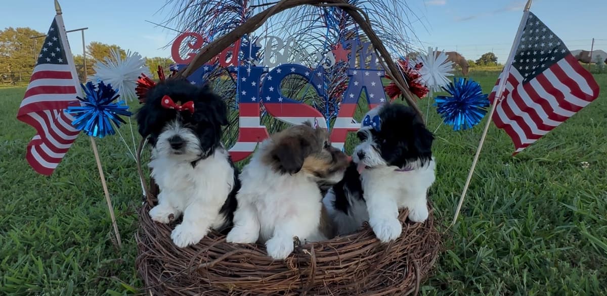 Havanese Puppies breeder image 5