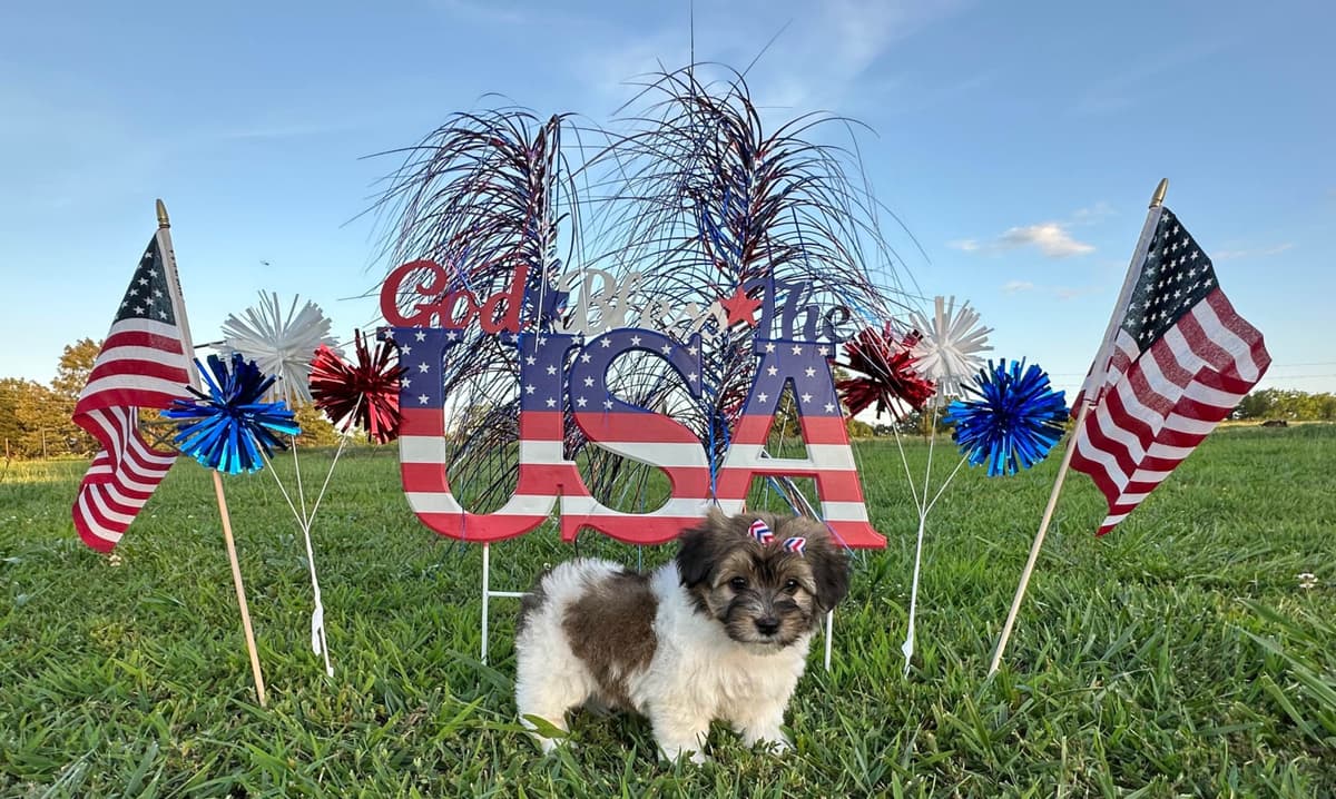 Havanese Puppies breeder image 6