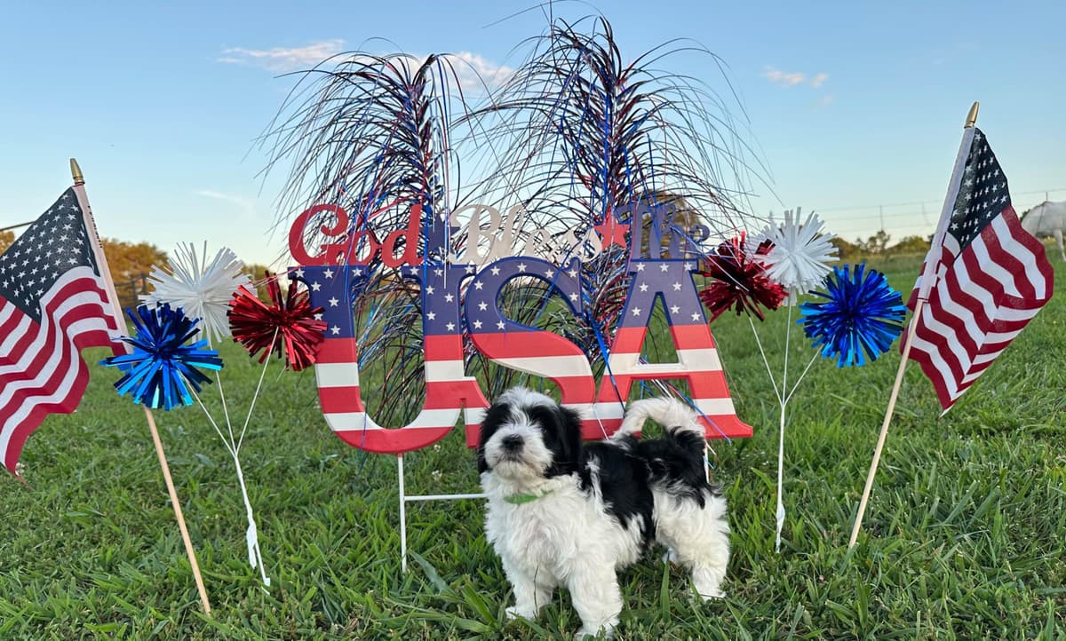 Havanese Puppies breeder image 10