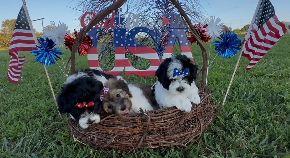 Havanese Puppies breeder image 7