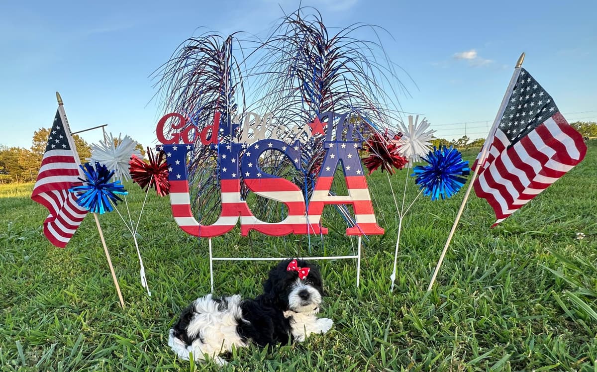 Havanese Puppies breeder image 13