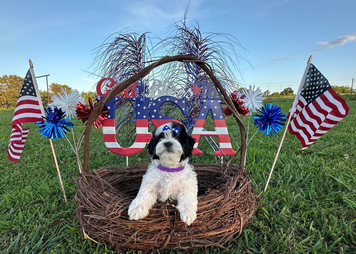 Havanese Puppies breeder image 15